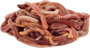 Червь Кобьярин Красный Старатель Worm Kobyarin Red Prospector Семья (family) 1500 шт - 2