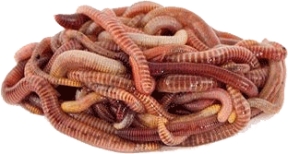 Хробак Кобьярін Червоний Старатель Worm Kobyarin Red Prospector Сім'я (family) 1500 шт